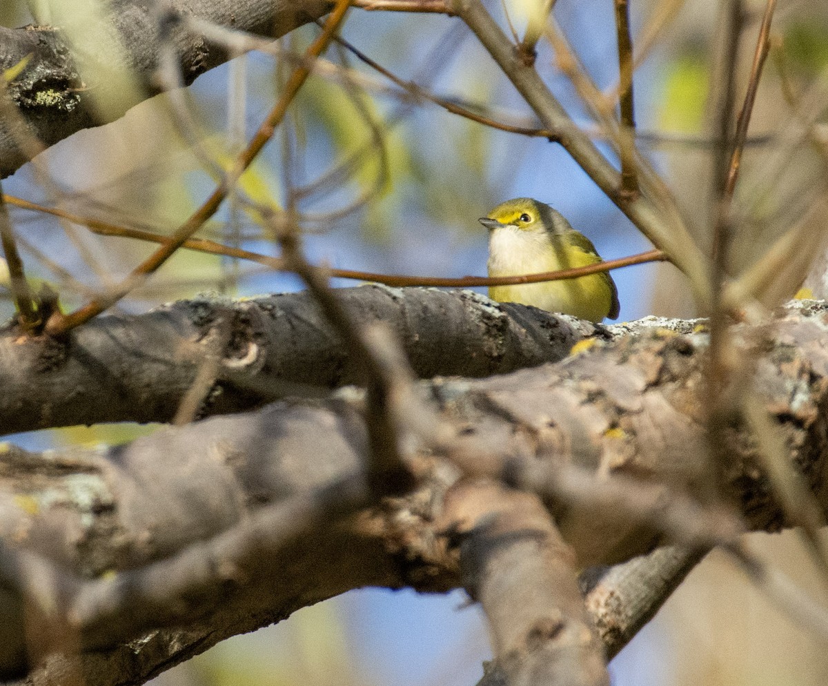 White-eyed Vireo - ML644974951