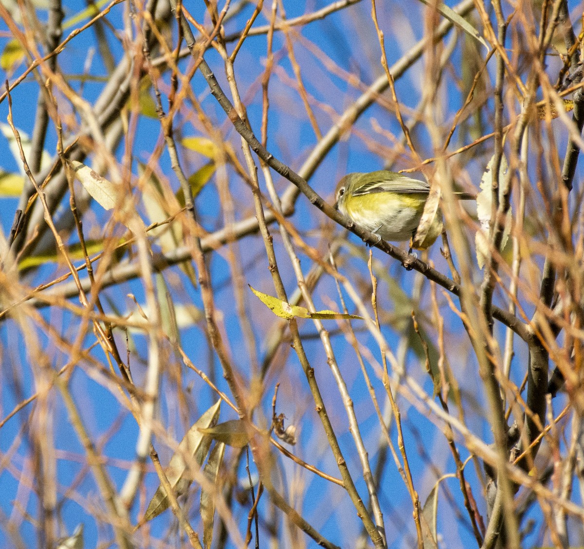 Blue-headed Vireo - ML644974965