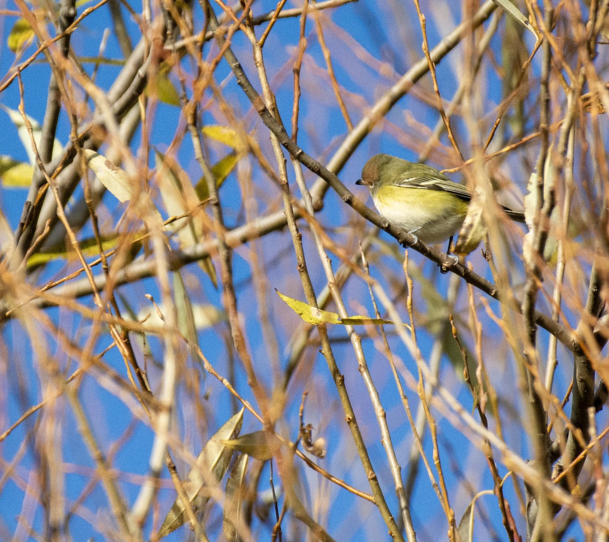 Blue-headed Vireo - ML644974966