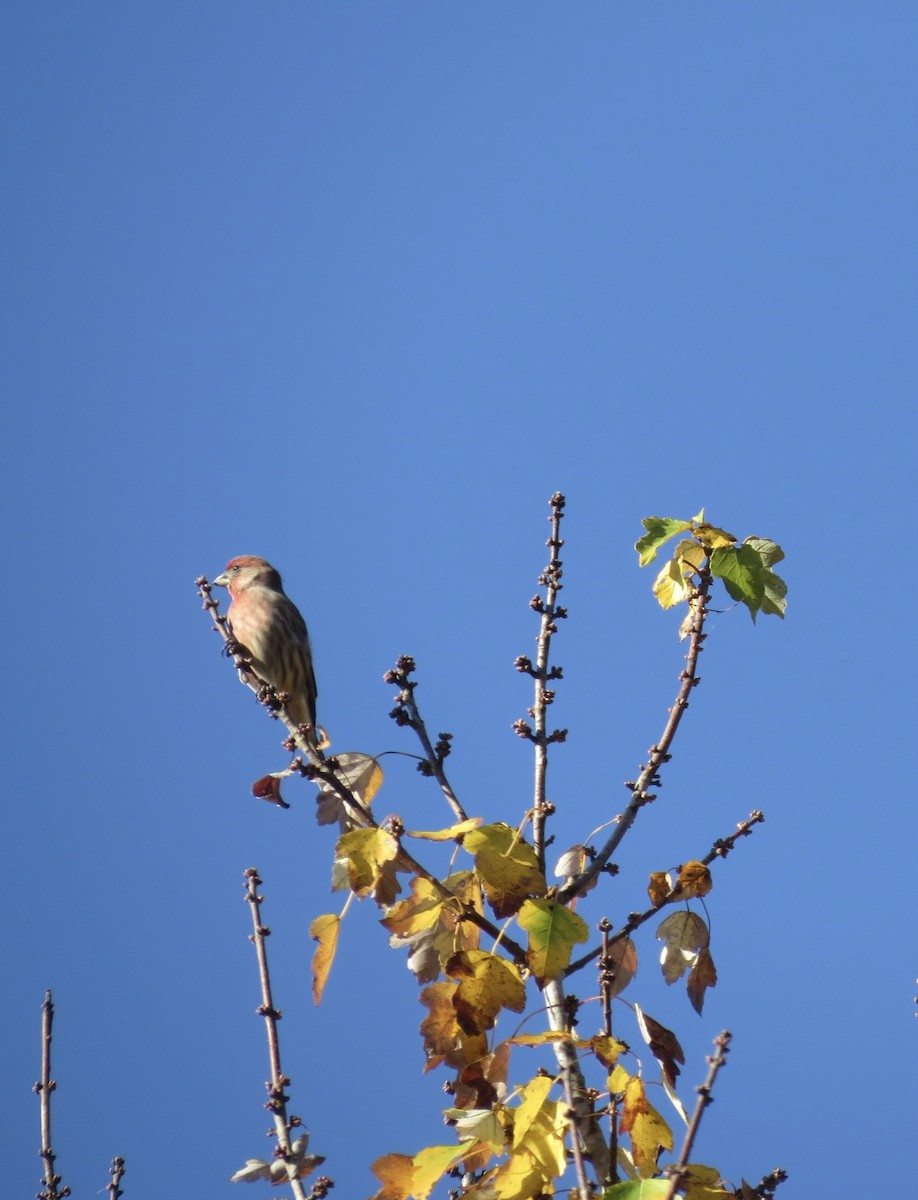 House Finch - ML644974967
