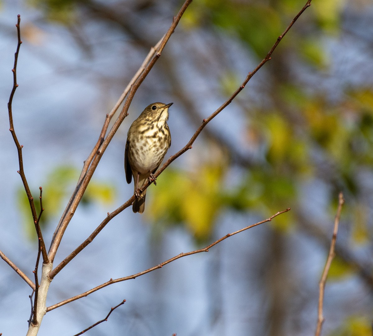 Hermit Thrush - ML644974970