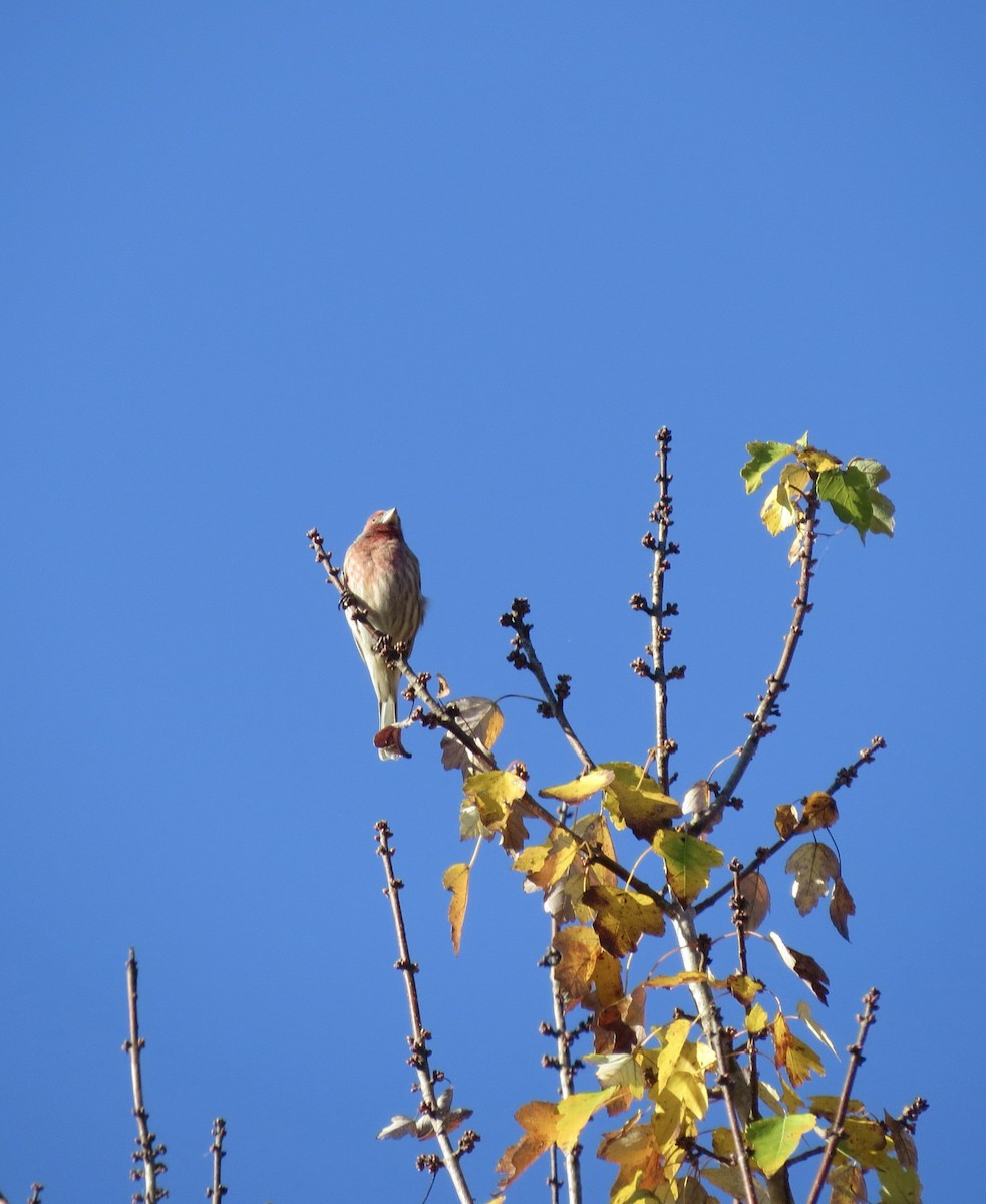 House Finch - ML644974972