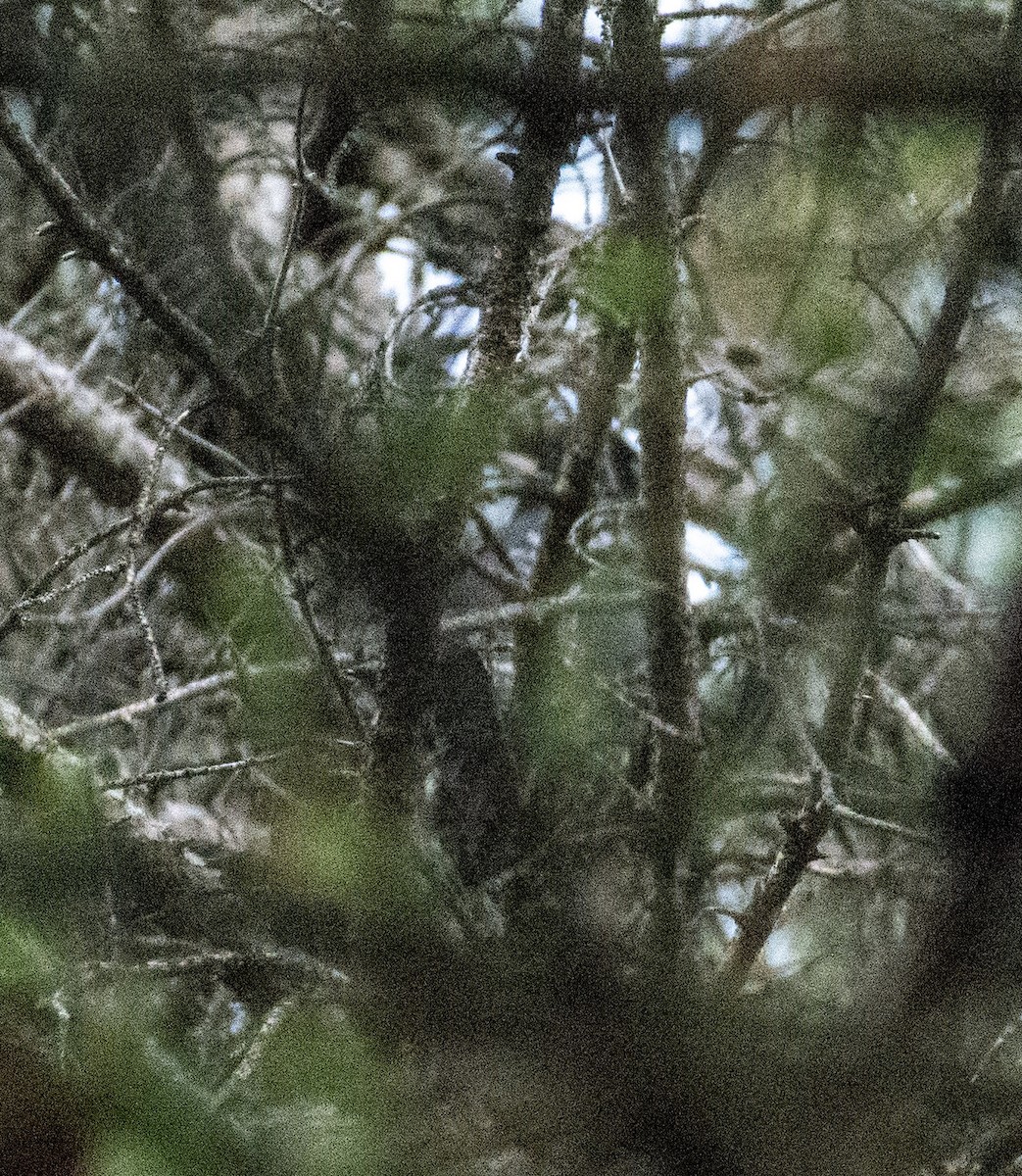 American Three-toed Woodpecker - ML644975023
