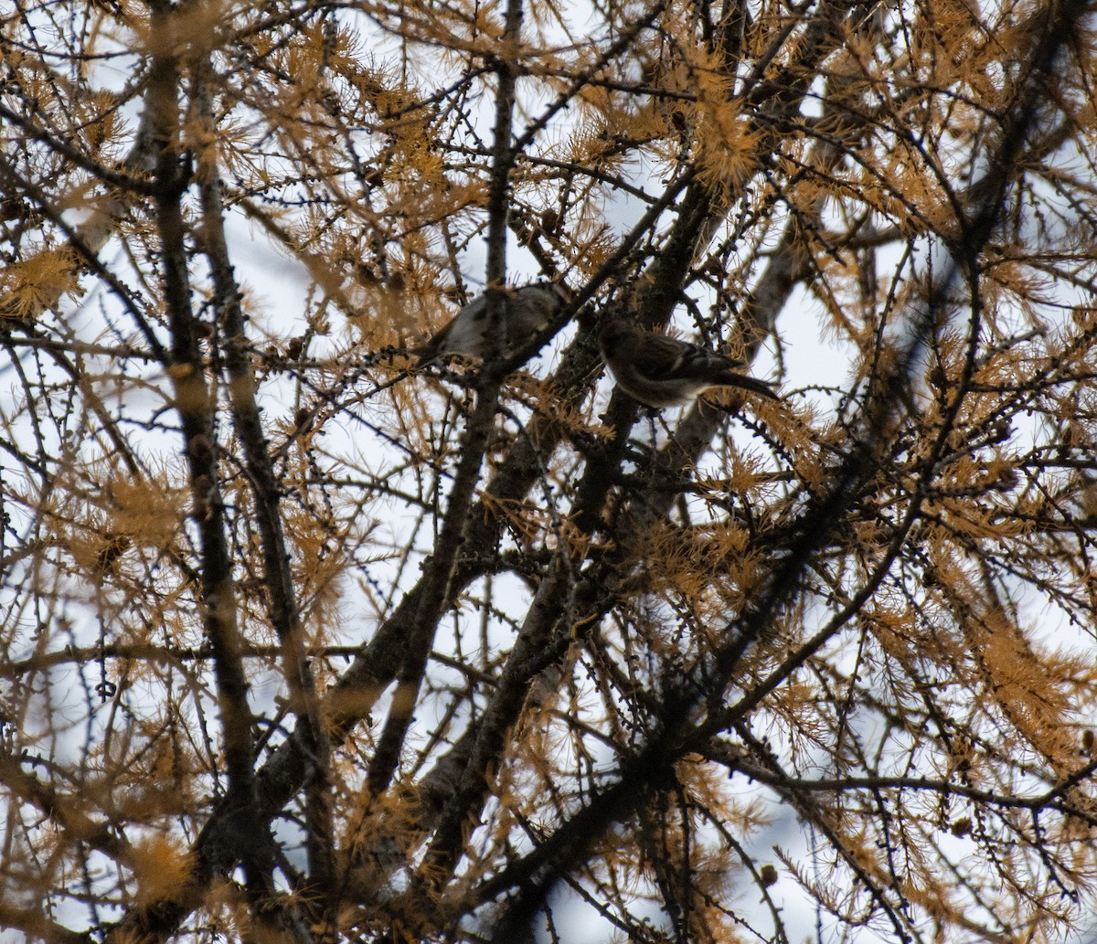 Redpoll (Common) - ML644975027