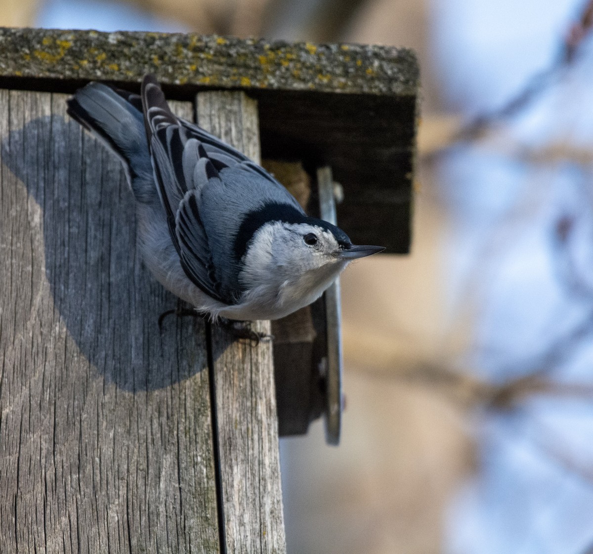White-breasted Nuthatch - ML644975031