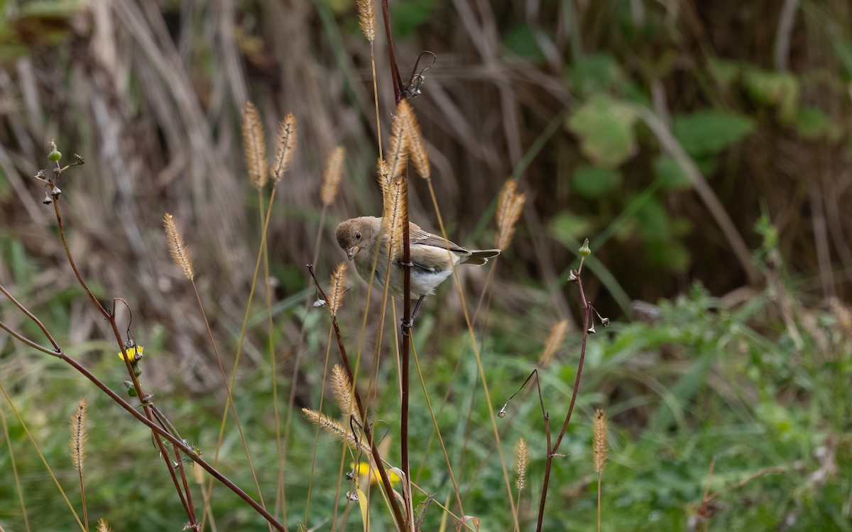 Indigo Bunting - ML644975034
