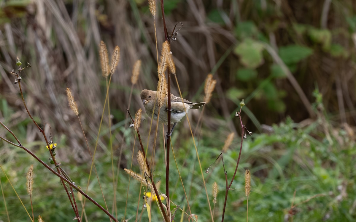 Indigo Bunting - ML644975035
