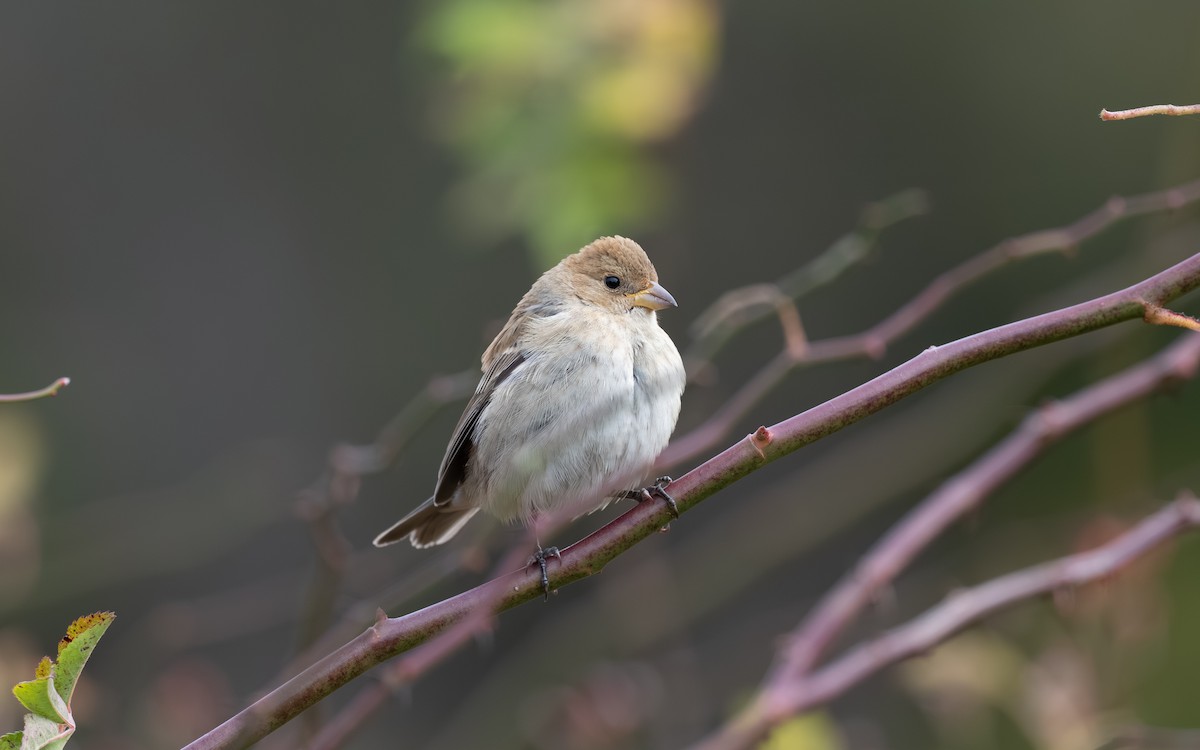 Indigo Bunting - ML644975037