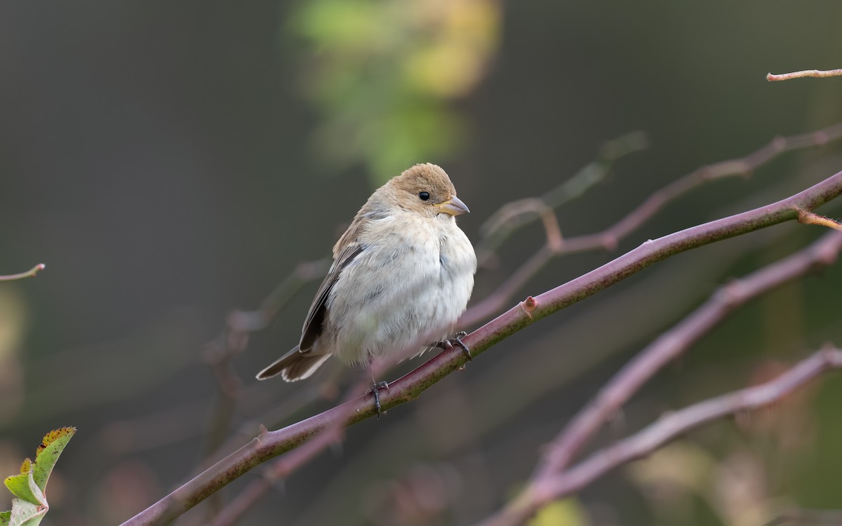Indigo Bunting - ML644975038