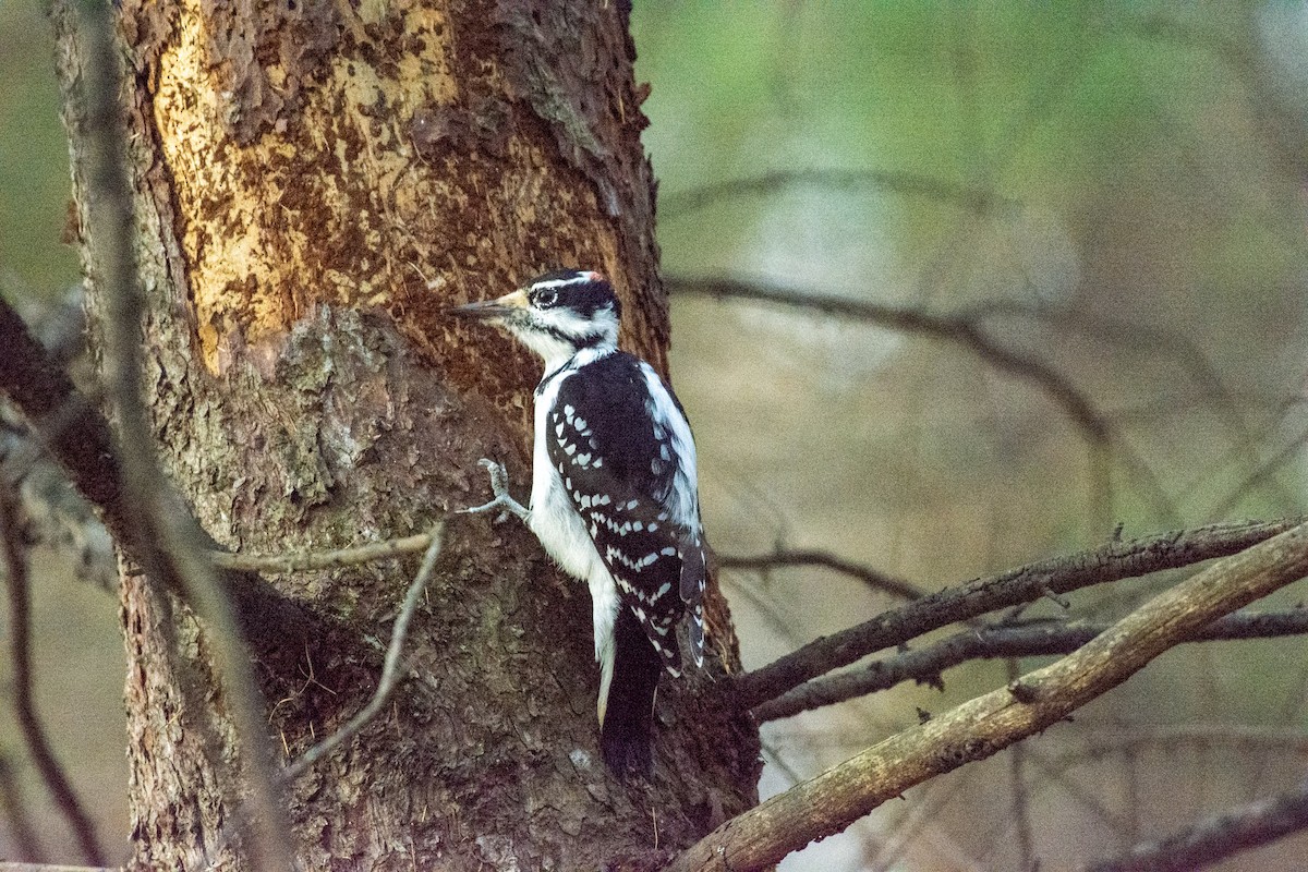Hairy Woodpecker - ML644975040