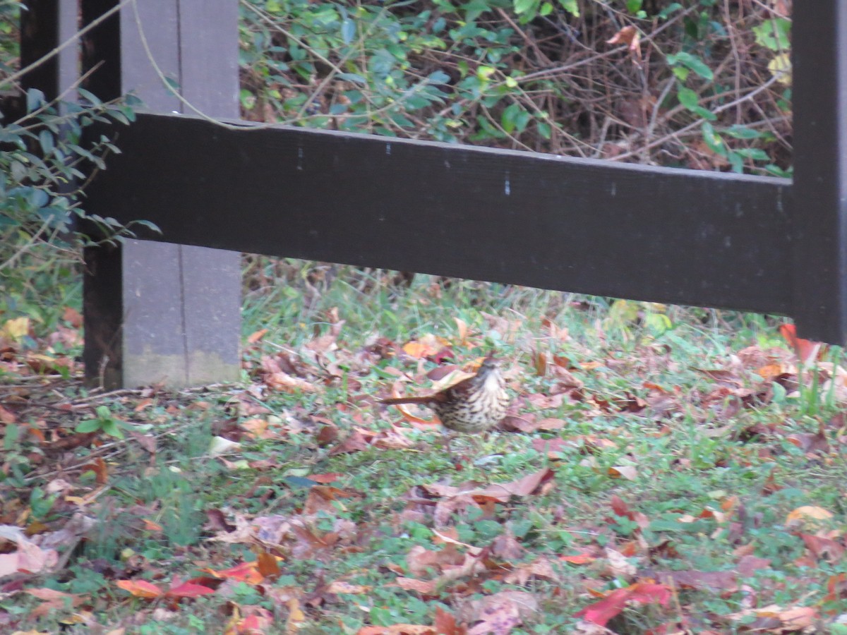 Brown Thrasher - ML644975043