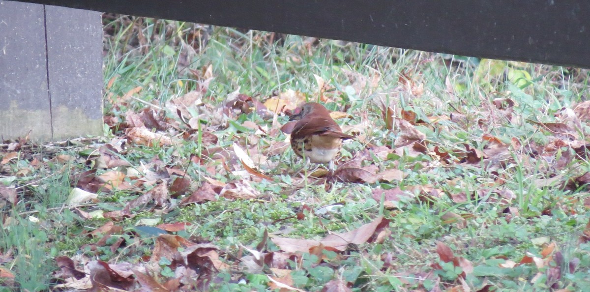 Brown Thrasher - ML644975050