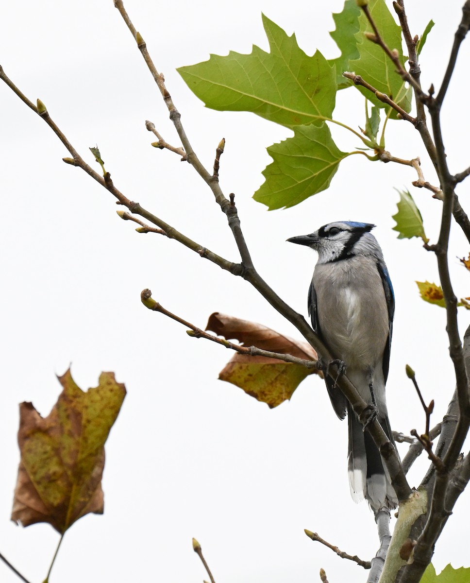 Blue Jay - ML644975063
