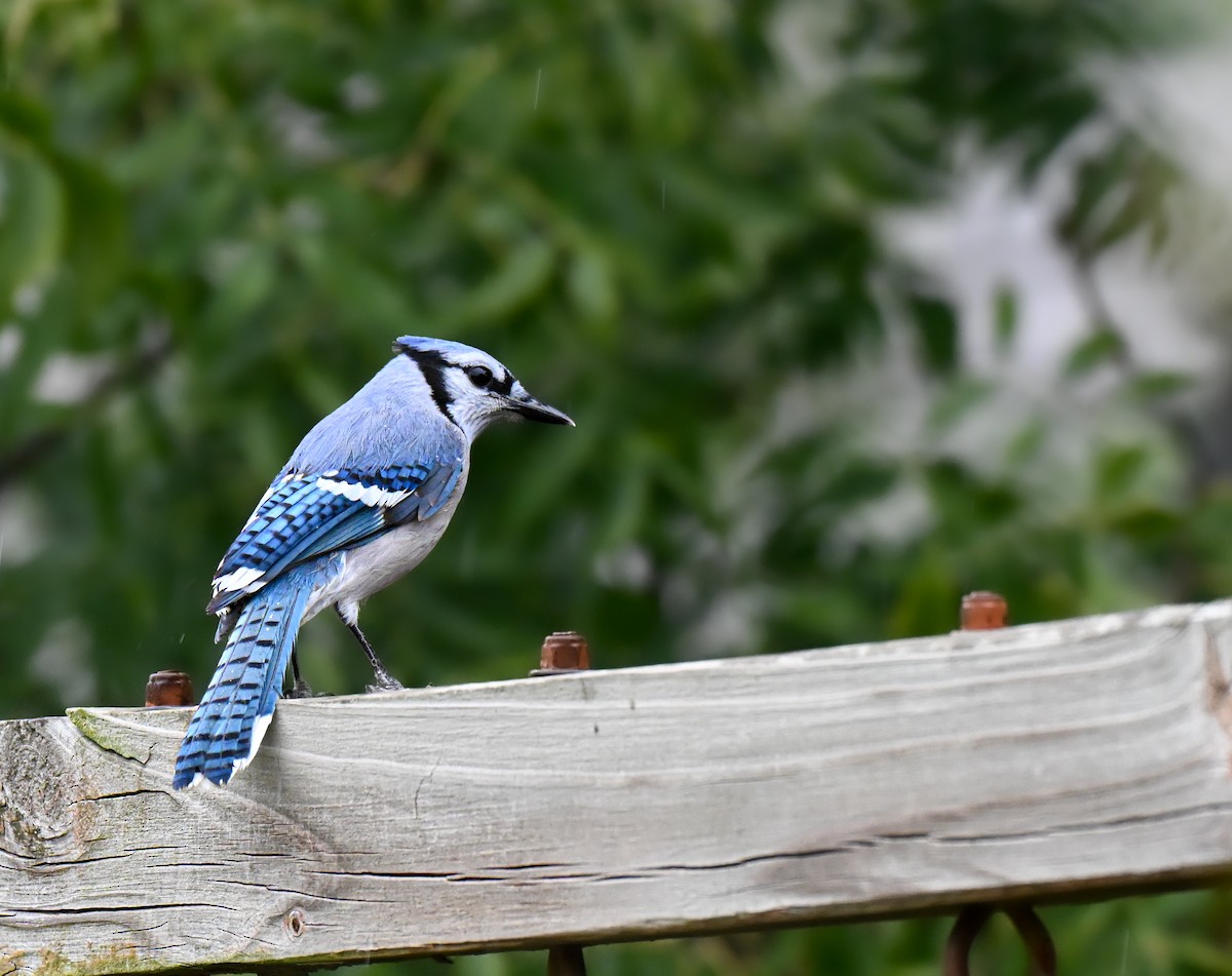 Blue Jay - ML644975084
