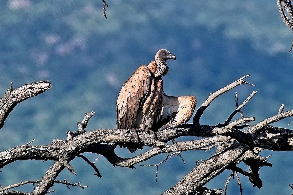 White-backed Vulture - ML644975085