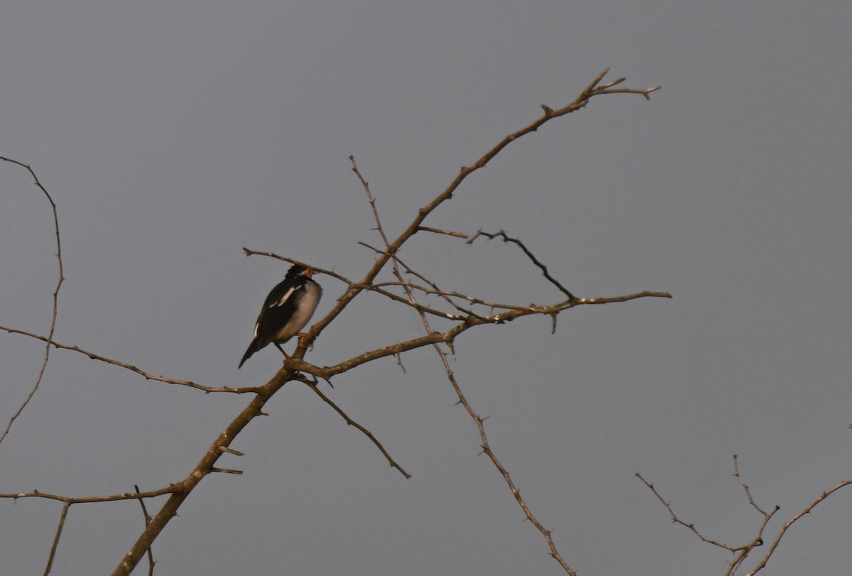 印度鵲椋鳥 - ML644975122