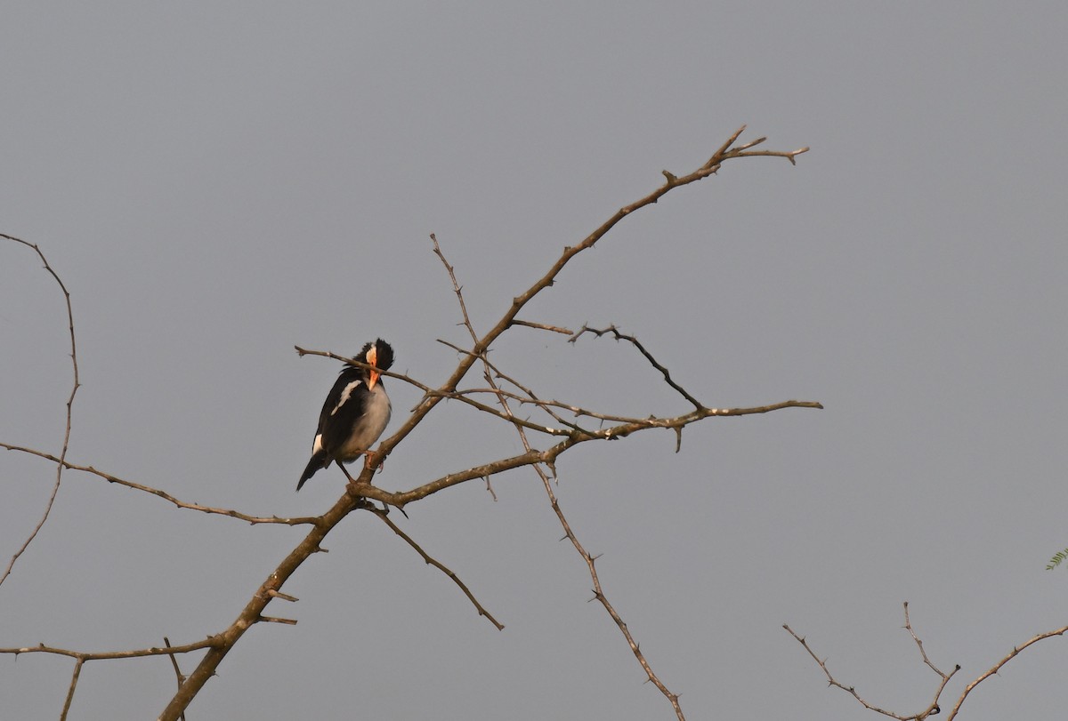 印度鵲椋鳥 - ML644975123