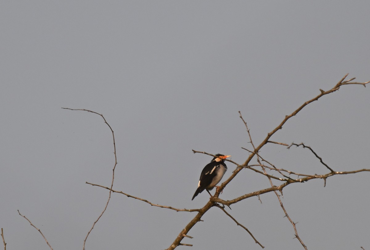 印度鵲椋鳥 - ML644975124