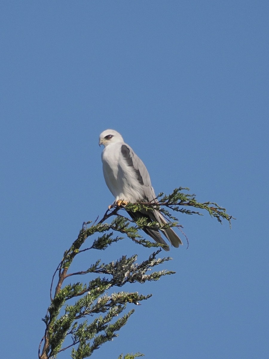 White-tailed Kite - ML644975145
