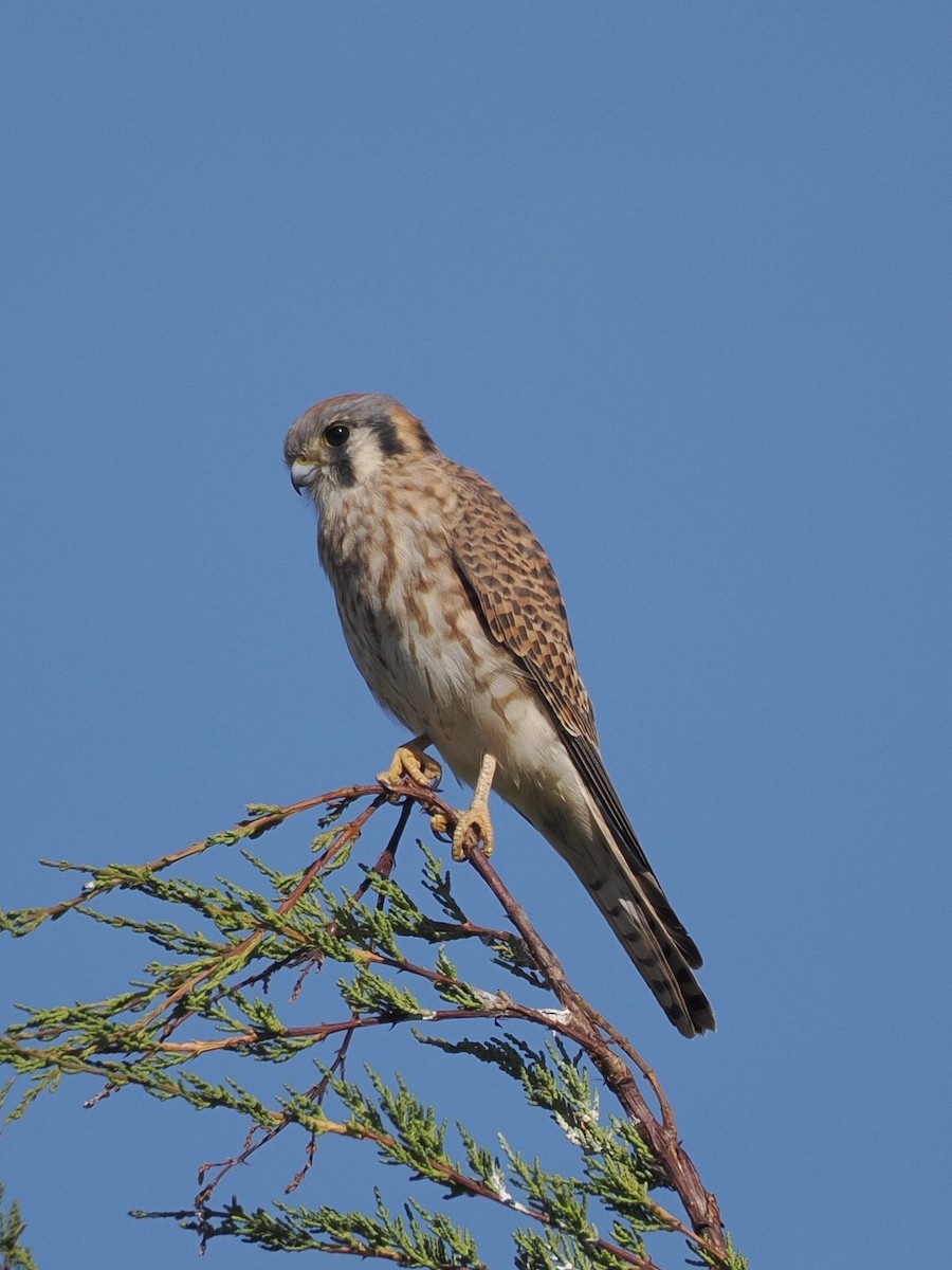 American Kestrel - ML644975167