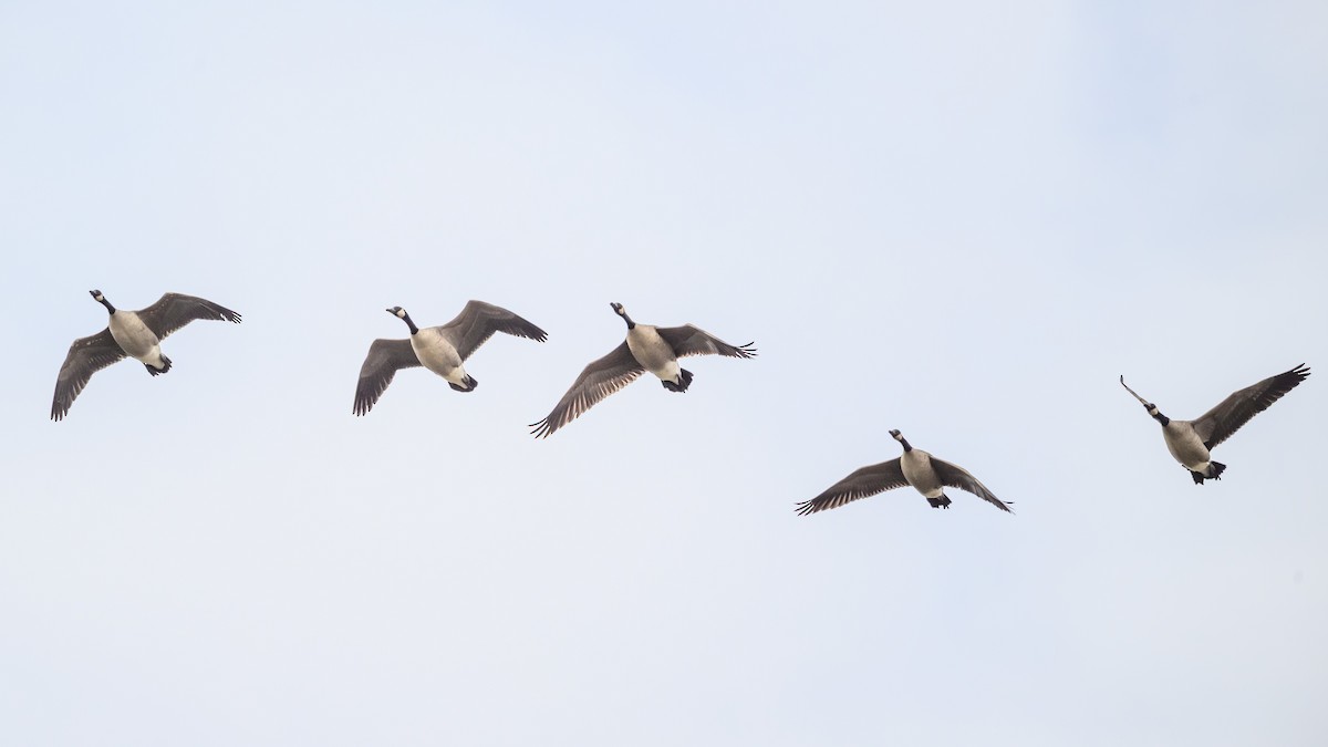 Bernache du Canada - ML644975168