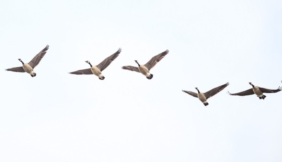 Bernache du Canada - ML644975177