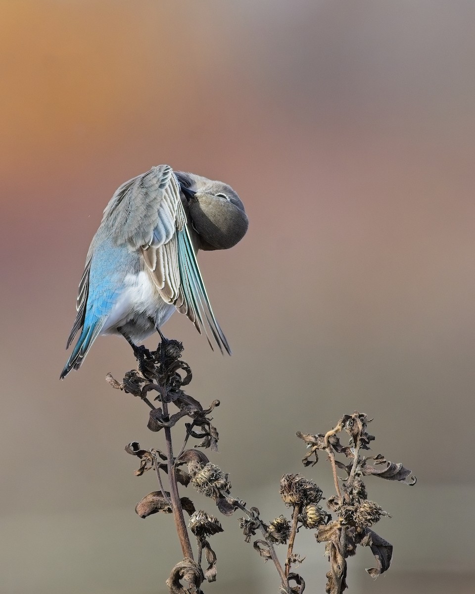 Mountain Bluebird - ML644975181
