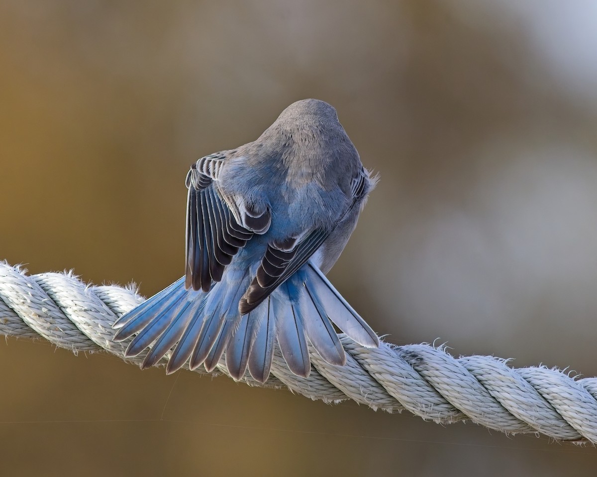 Mountain Bluebird - ML644975182