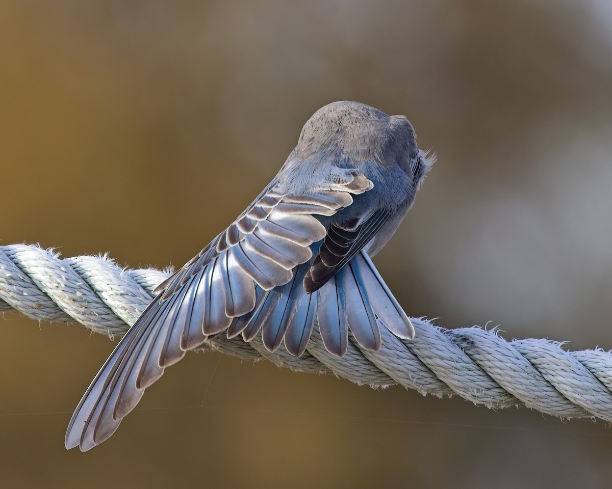 Mountain Bluebird - ML644975183