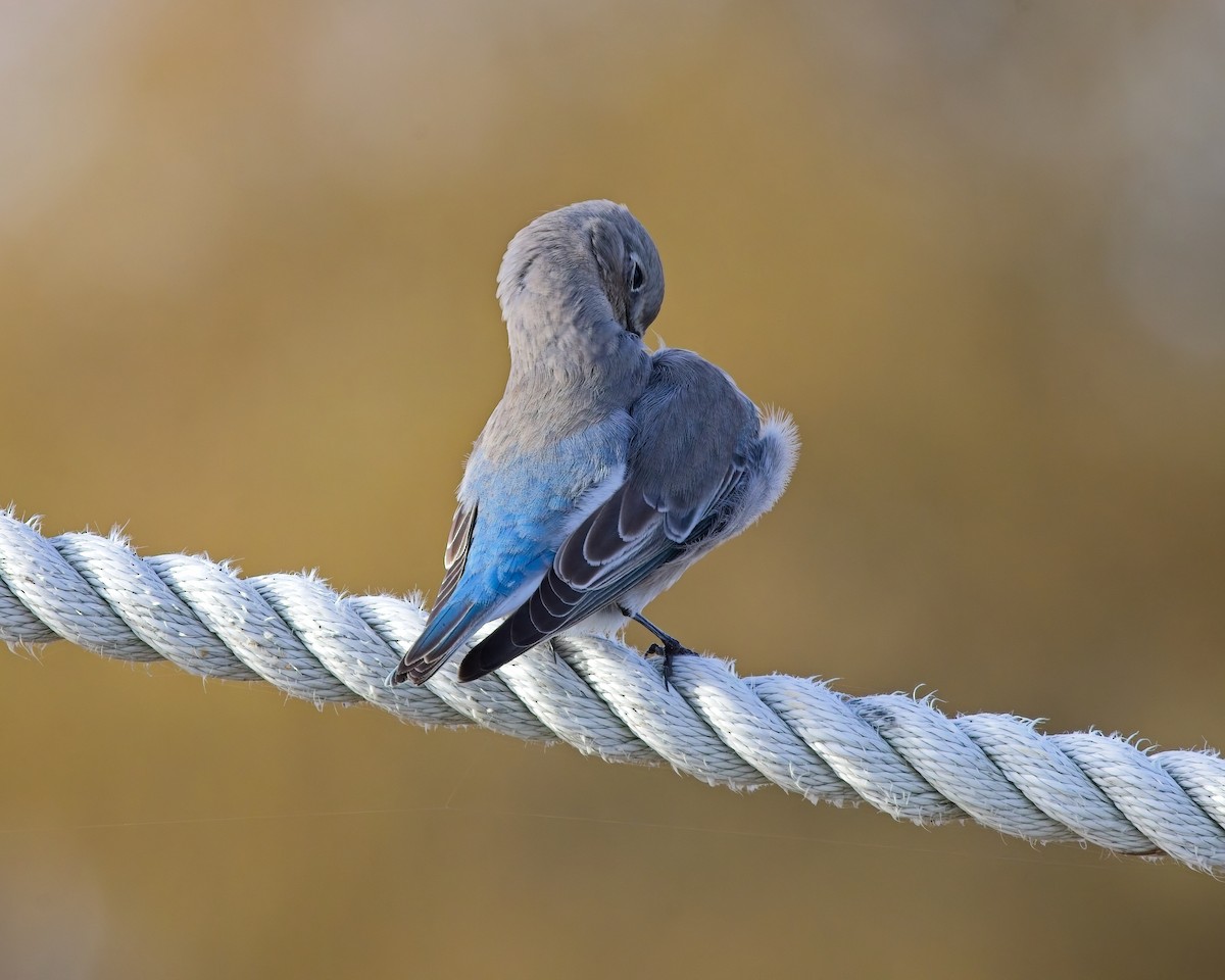 Mountain Bluebird - ML644975184