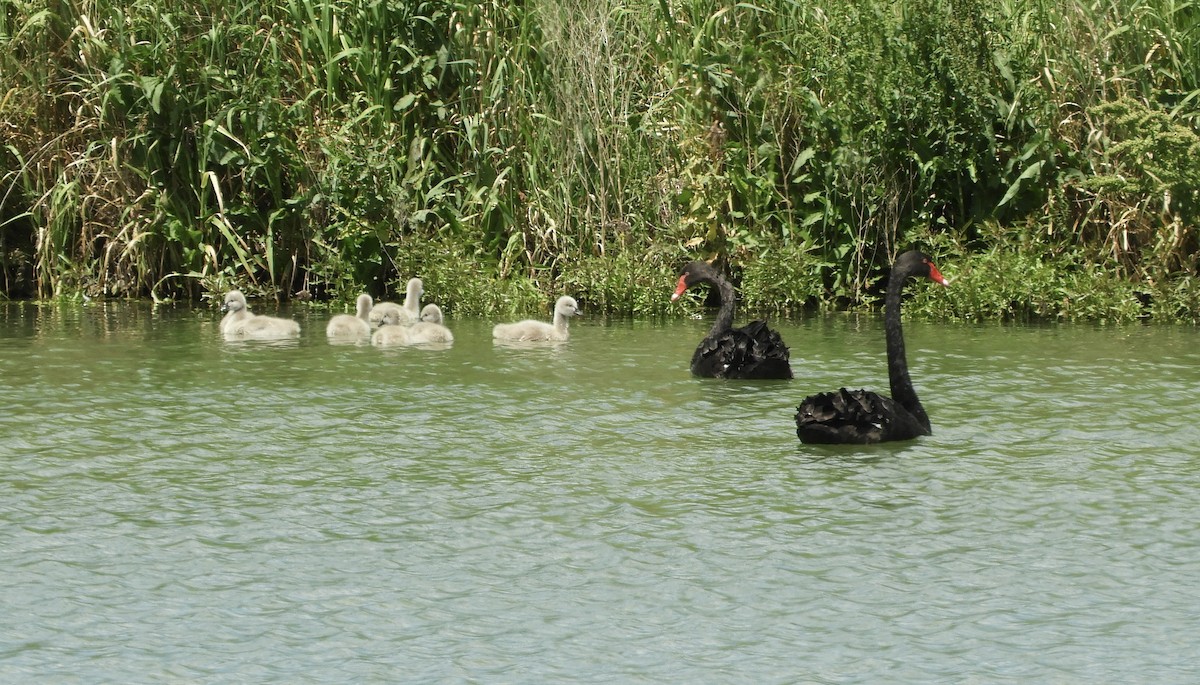 labuť černá - ML644975240