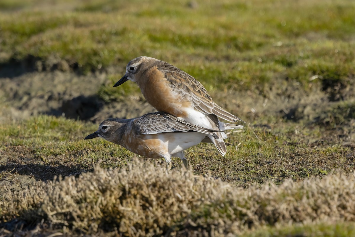 Red-breasted Dotterel (Southern) - ML644975245