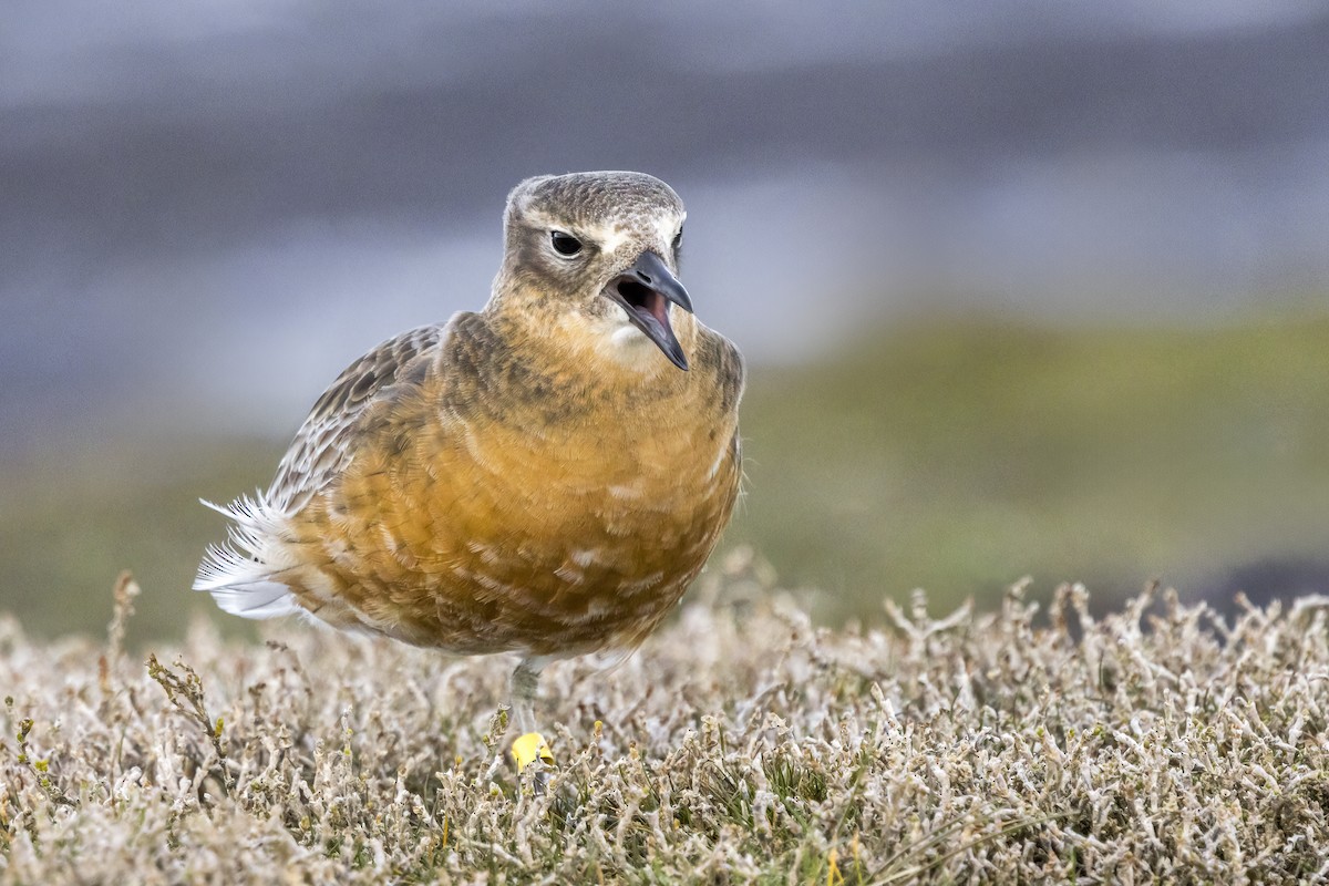 Red-breasted Dotterel (Southern) - ML644975246
