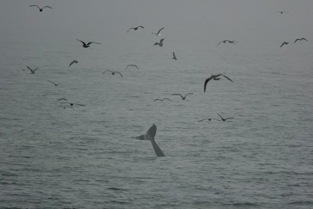 Megattera - ML644975249