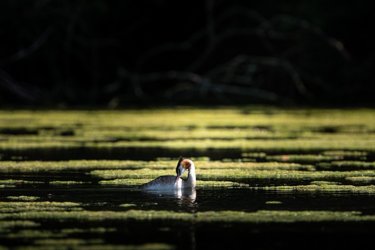 Great Crested Grebe - ML644975266