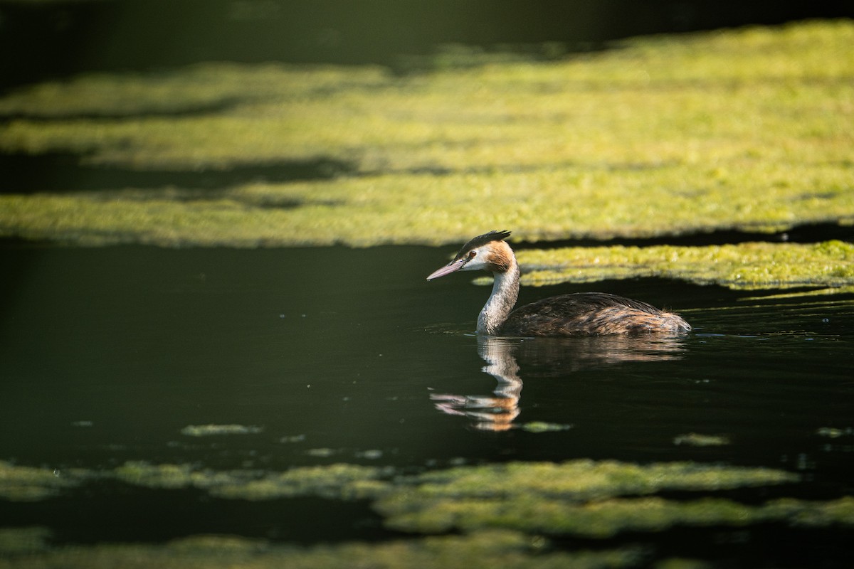 Great Crested Grebe - ML644975267