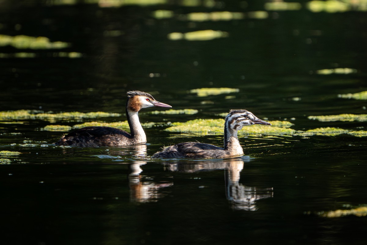 Great Crested Grebe - ML644975268