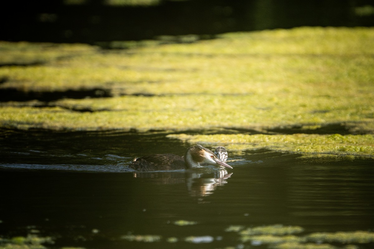 Great Crested Grebe - ML644975269