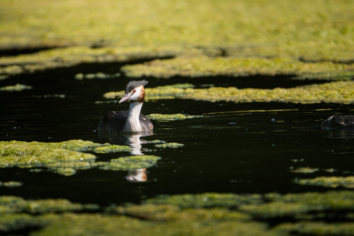 Great Crested Grebe - ML644975270