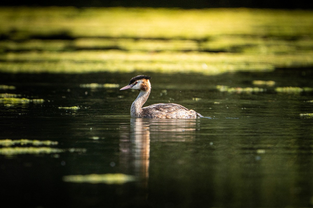 Great Crested Grebe - ML644975271