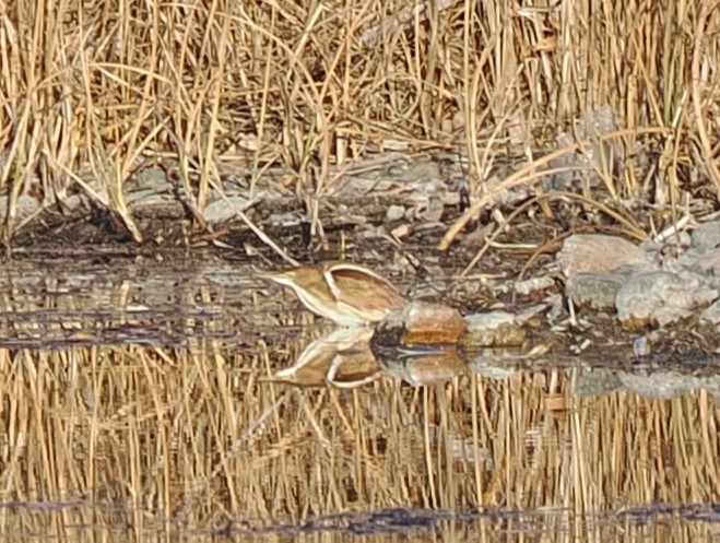 コヨシゴイ - ML644975298