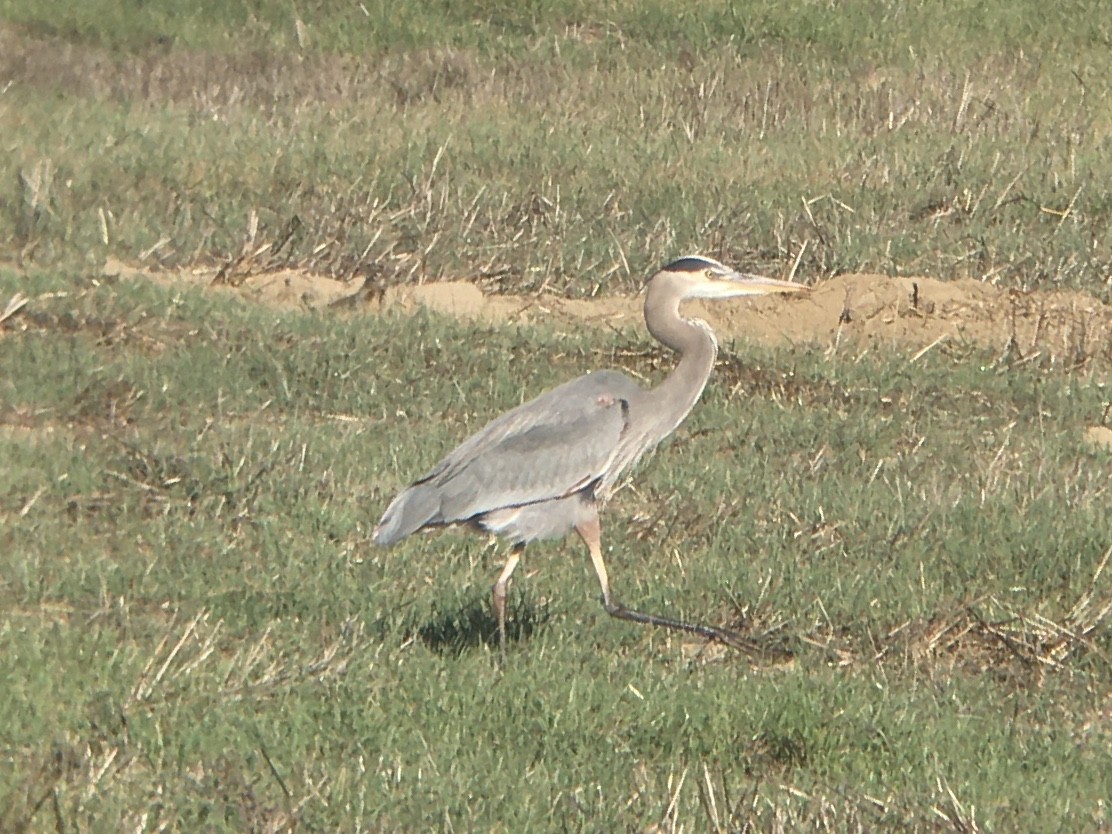 Great Blue Heron - ML644975299