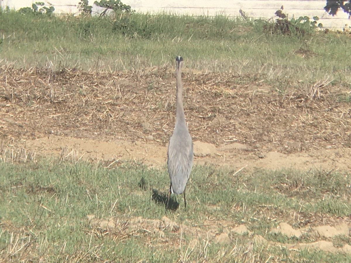 Great Blue Heron - ML644975300