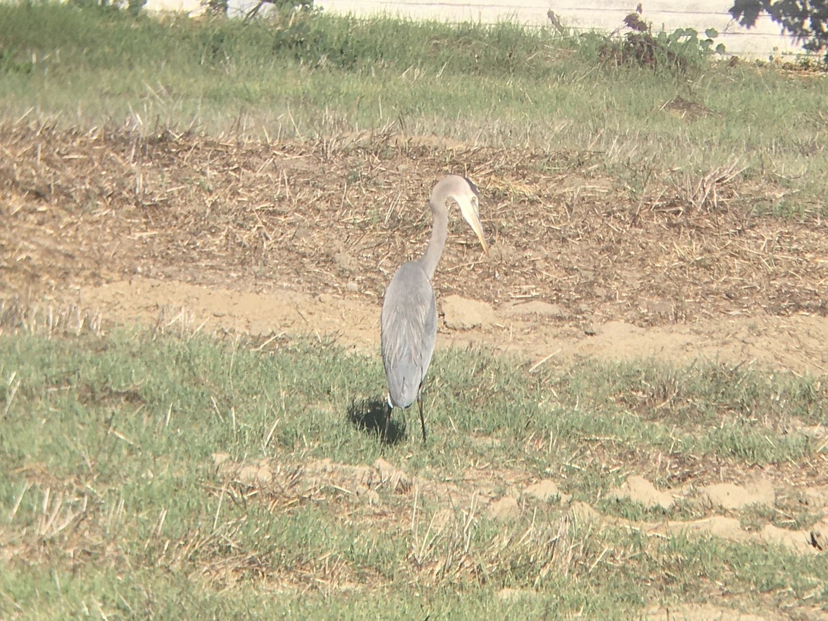 Great Blue Heron - ML644975301