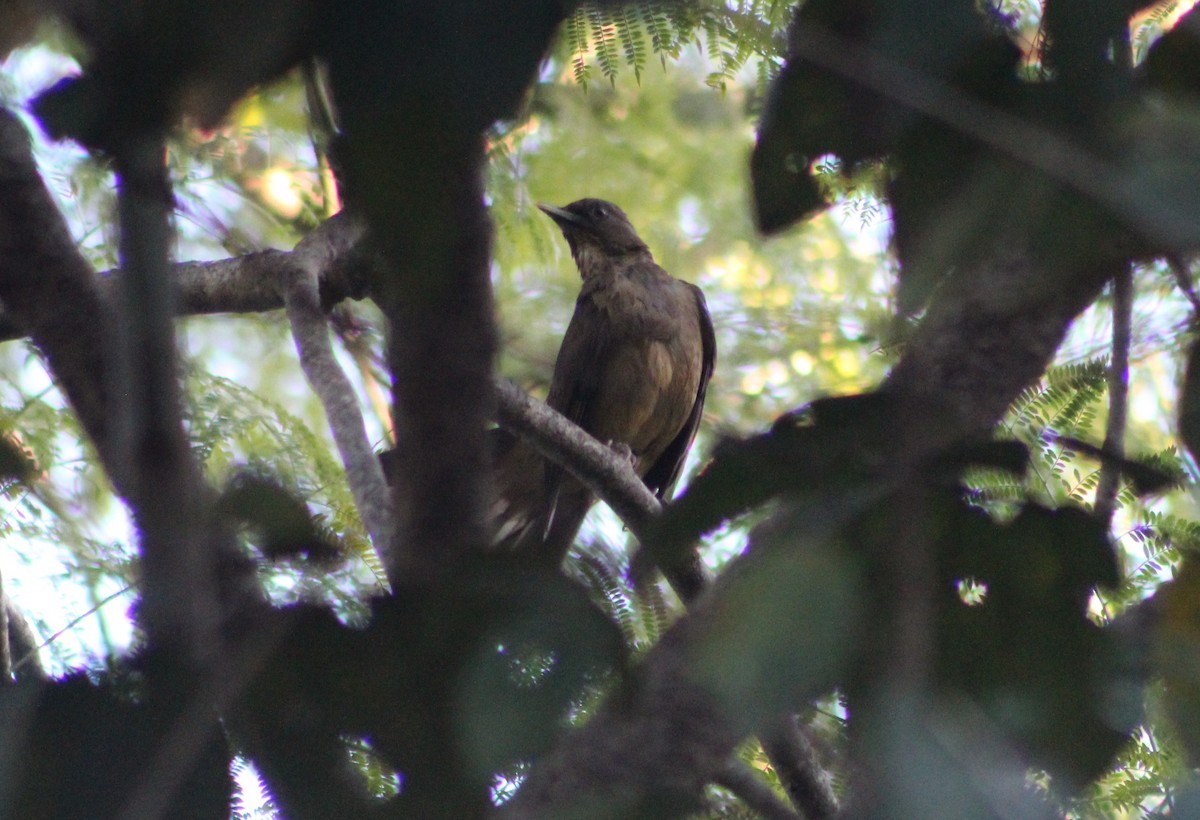 Clay-colored Thrush - ML644975306