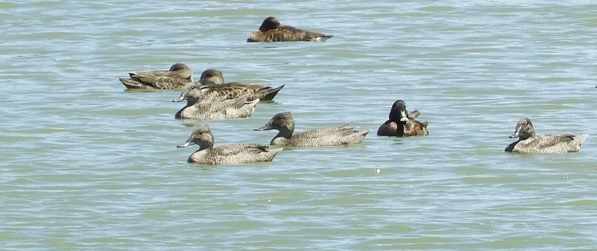 kachnovec vlnkovaný - ML644975308