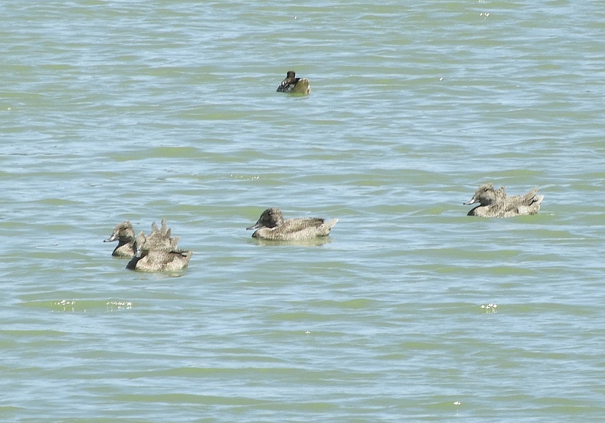 kachnovec vlnkovaný - ML644975309