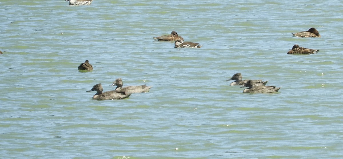 kachnovec vlnkovaný - ML644975310