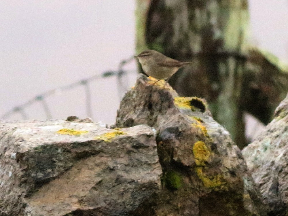 Dusky Warbler - ML644975318