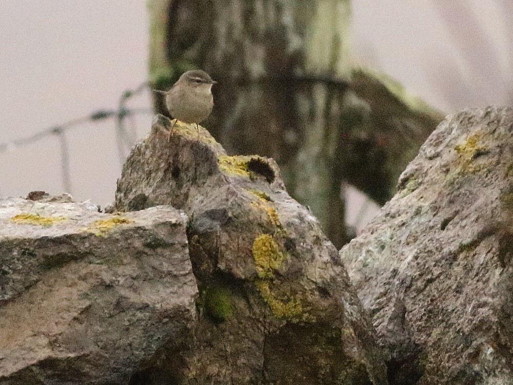 Dusky Warbler - ML644975319